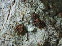 Image of dotted lichen