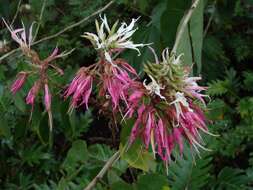 Sivun Bauhinia divaricata L. kuva