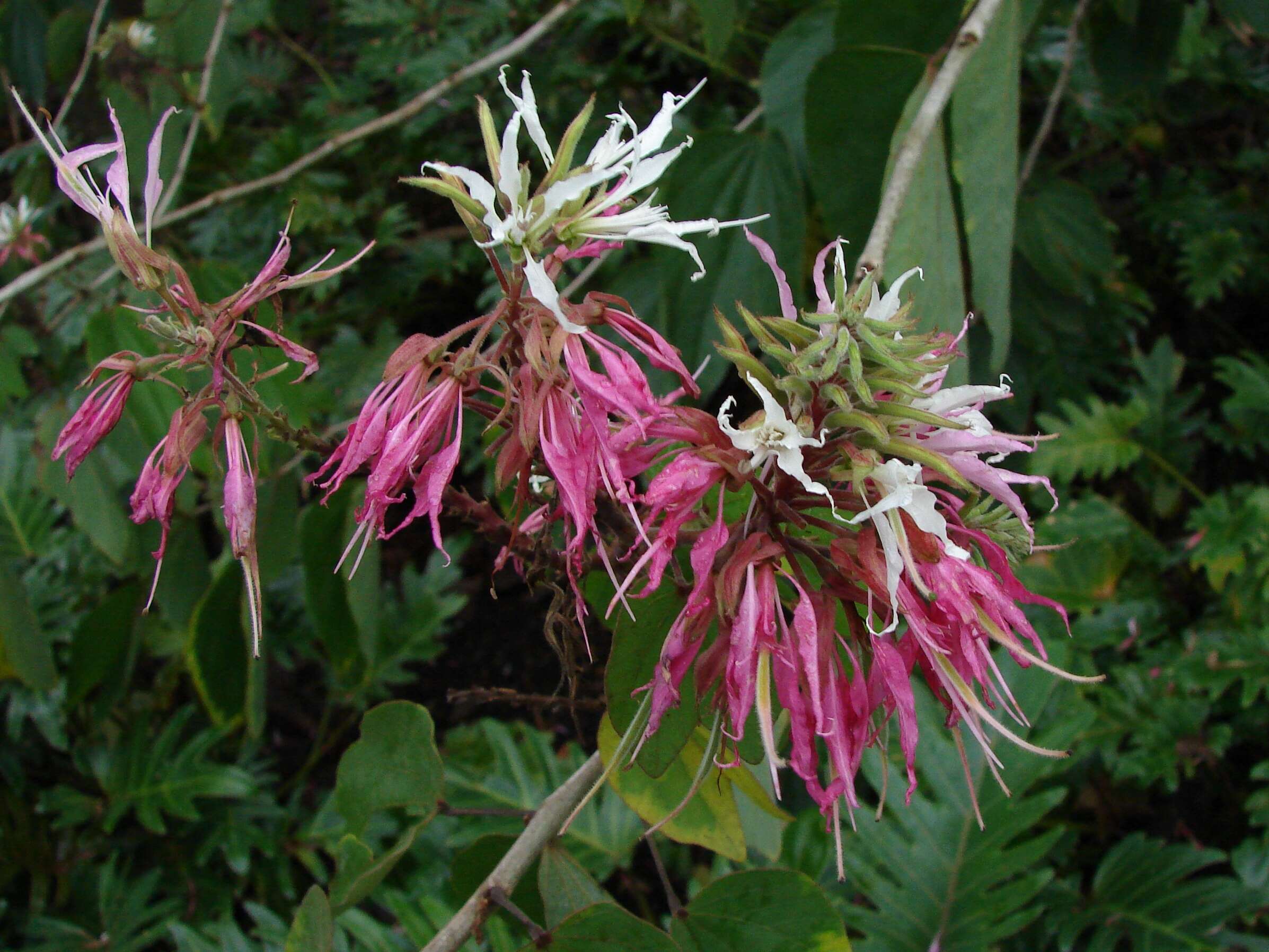 Sivun Bauhinia divaricata L. kuva