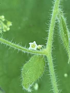 Image of Sicydium gracile Cogn.