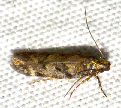 Image of Chionodes thoraceochrella Chambers 1872