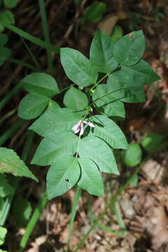 Image of Vicia ramuliflora (Maxim.) Ohwi