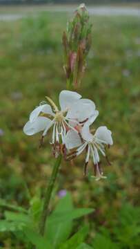 Oenothera suffulta (Engelm.) W. L. Wagner & Hoch resmi