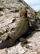 Image of Tropical Thornytail Iguana