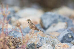 Image de Passerculus sandwichensis beldingi Ridgway 1885