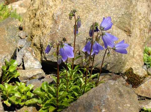 Image of Campanula cochleariifolia Lam.