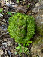 Image de Carpotroche brasiliensis (Raddi) Endl.