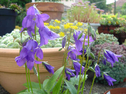 Image of Campanula collina Sims