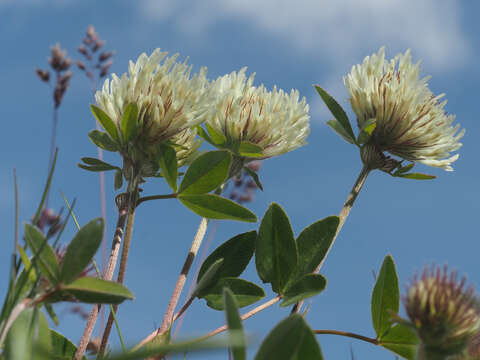 Image of Trifolium pratense var. frigidum Gaudin