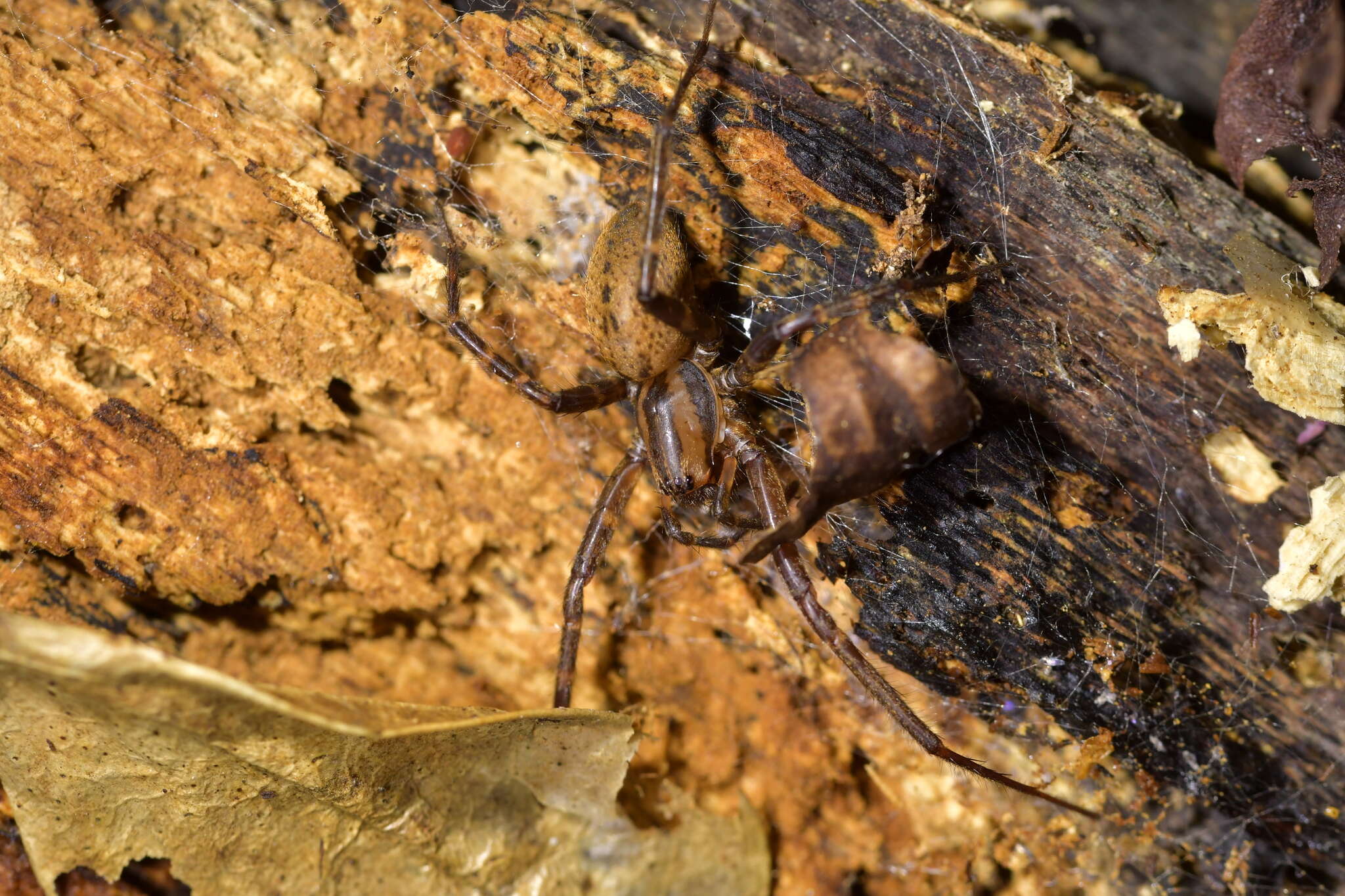 Image of Cambridgea annulata Dalmas 1917