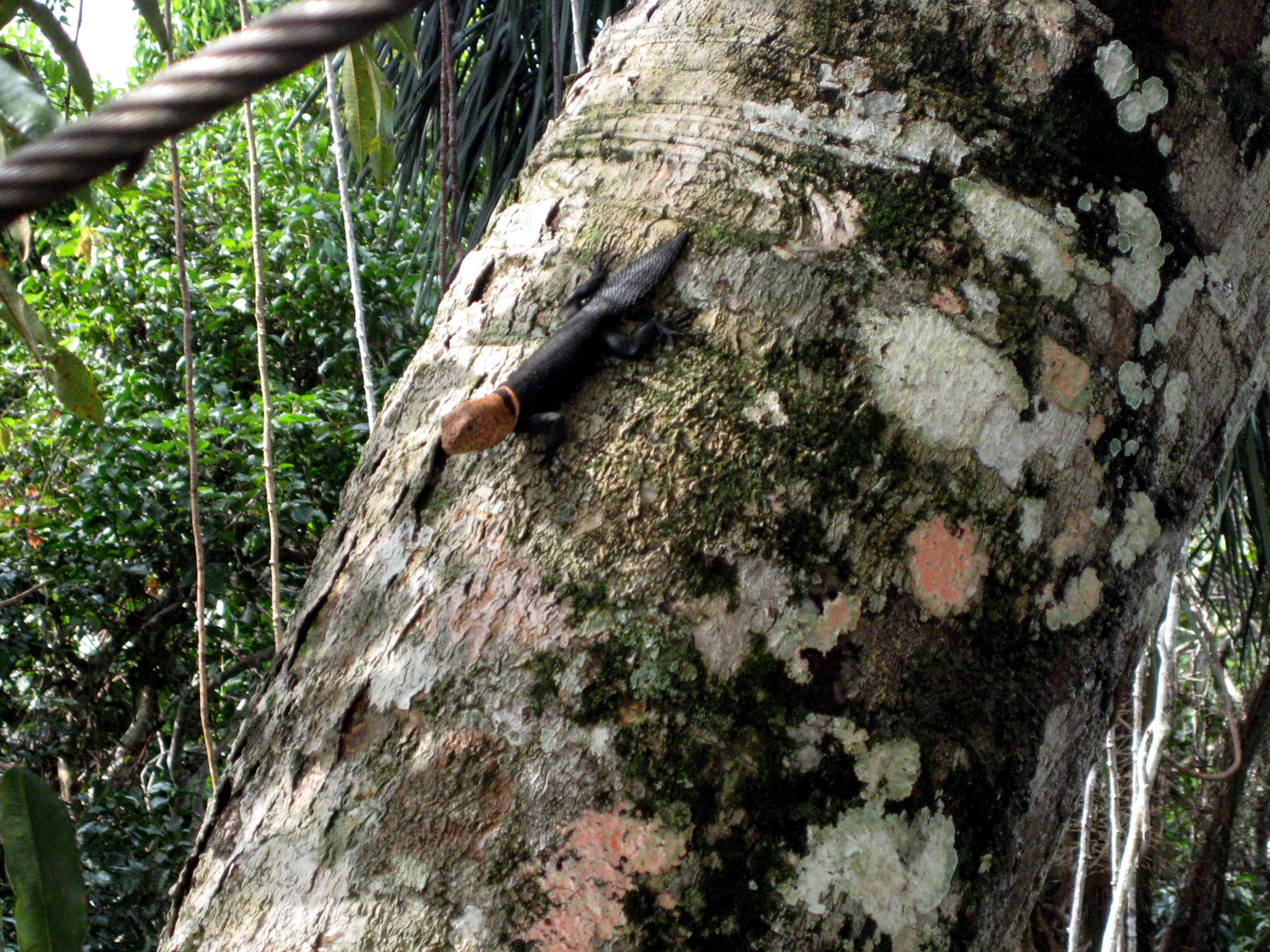 Image of Tropical Thornytail Iguana