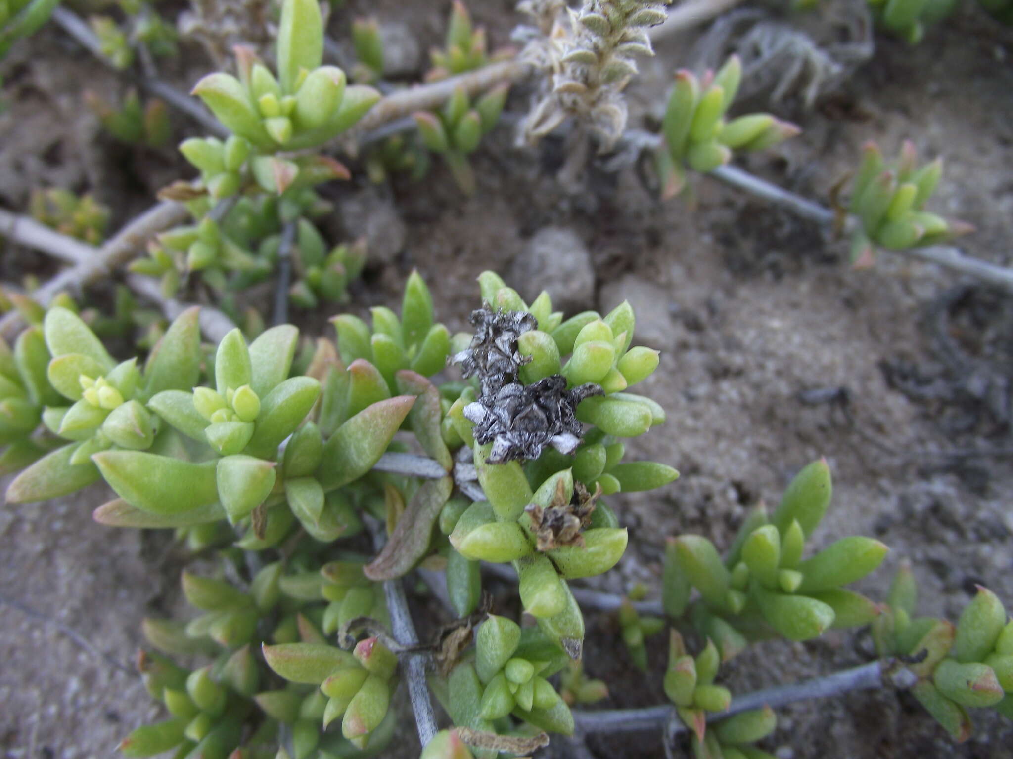 Imagem de Delosperma uncinatum L. Bol.