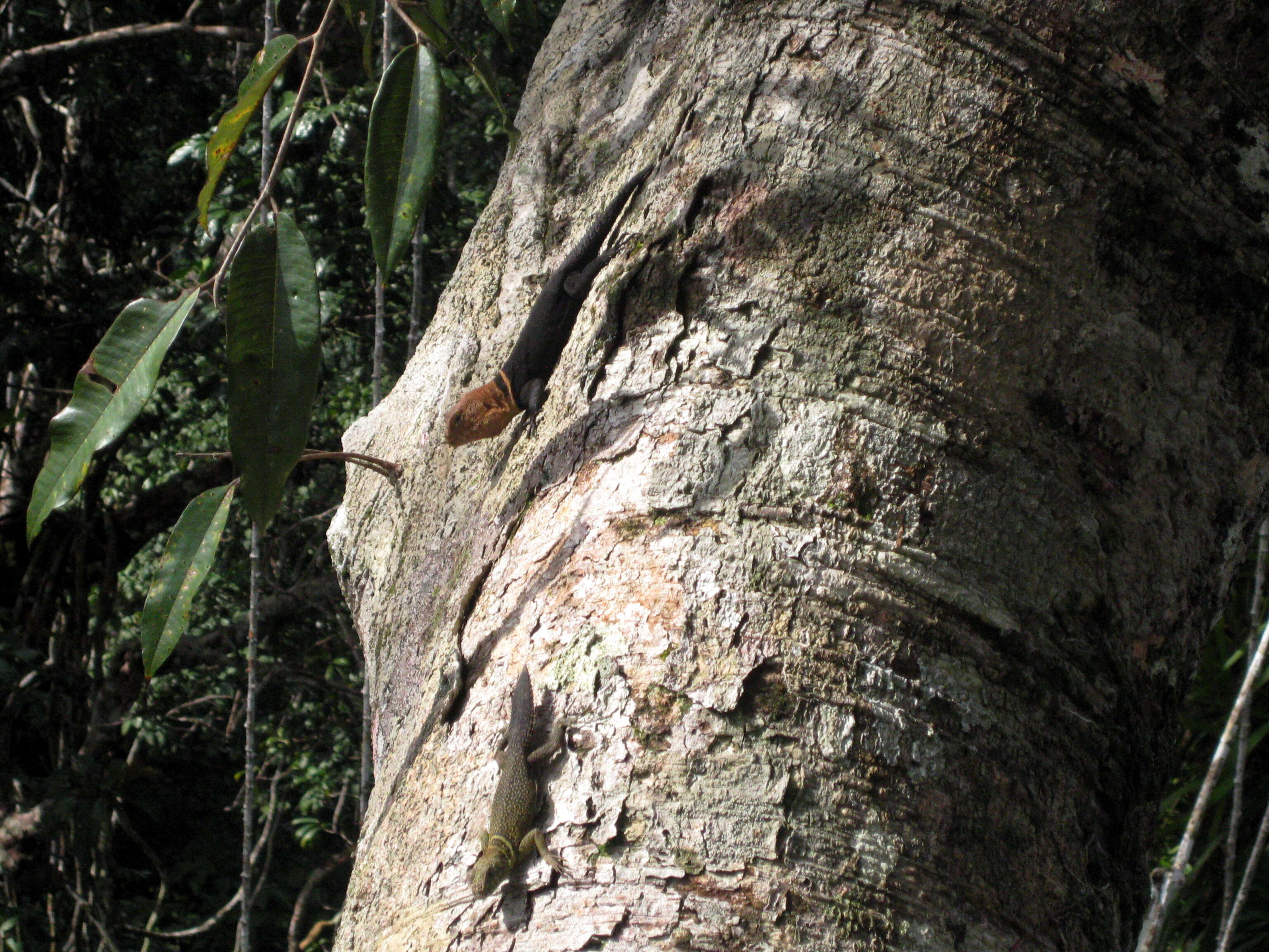 Image of Tropical Thornytail Iguana