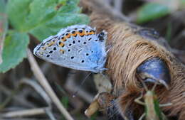 Image of Plebejus argyrognomon (Bergsträsser (1779))