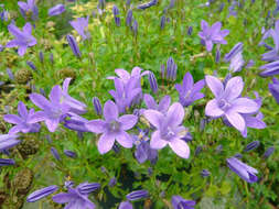 Image of Peach-leaf Bellflower