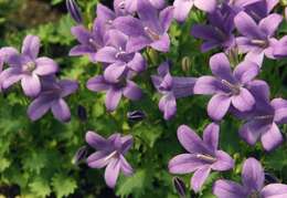 Image of Peach-leaf Bellflower