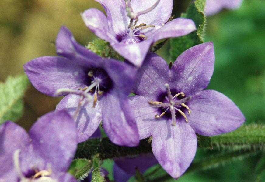 Image of Campanula primulifolia Brot.