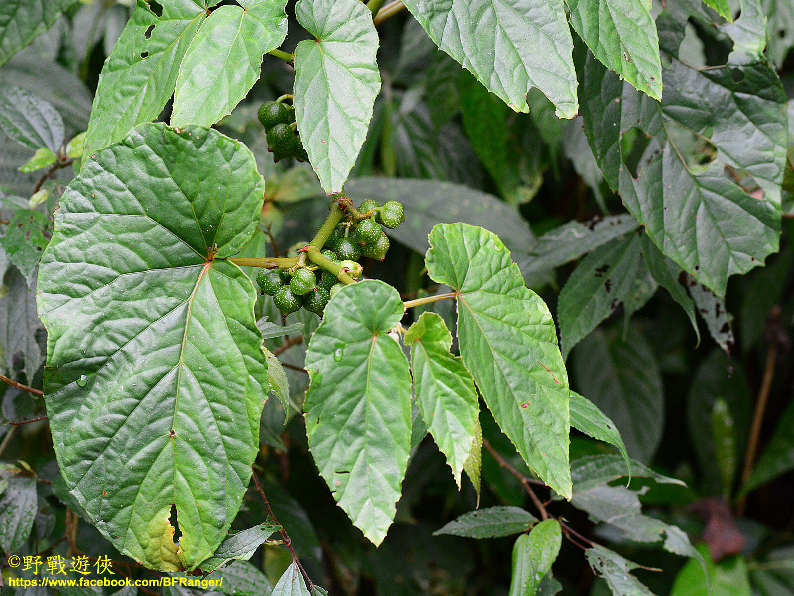 Image of Begonia longifolia Blume