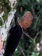 Image of Tropical Thornytail Iguana