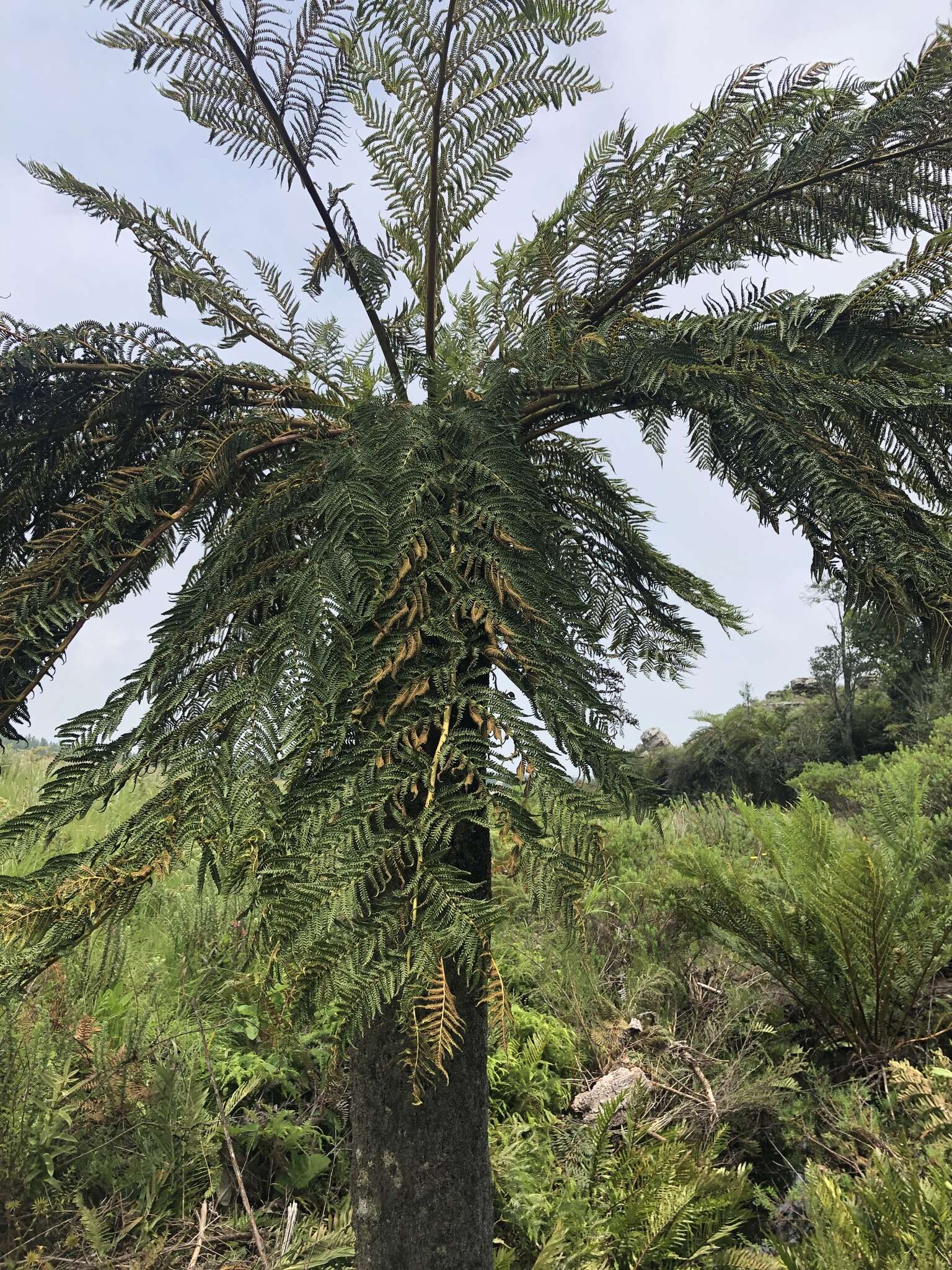 Image of Grassland tree fern