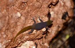 Sphaerodactylus dimorphicus Fong & Diaz 2004 resmi