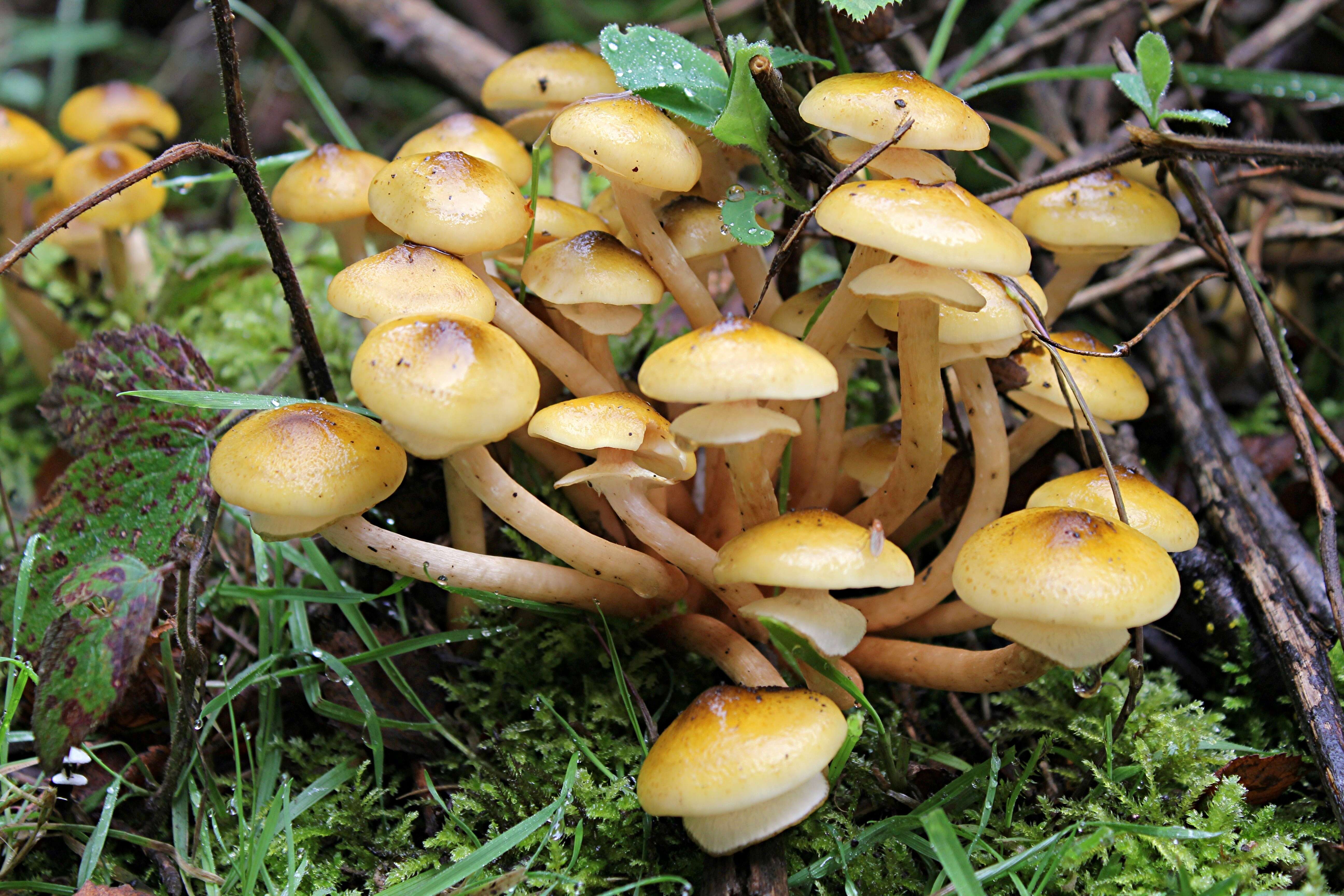 Image of Honey Fungus