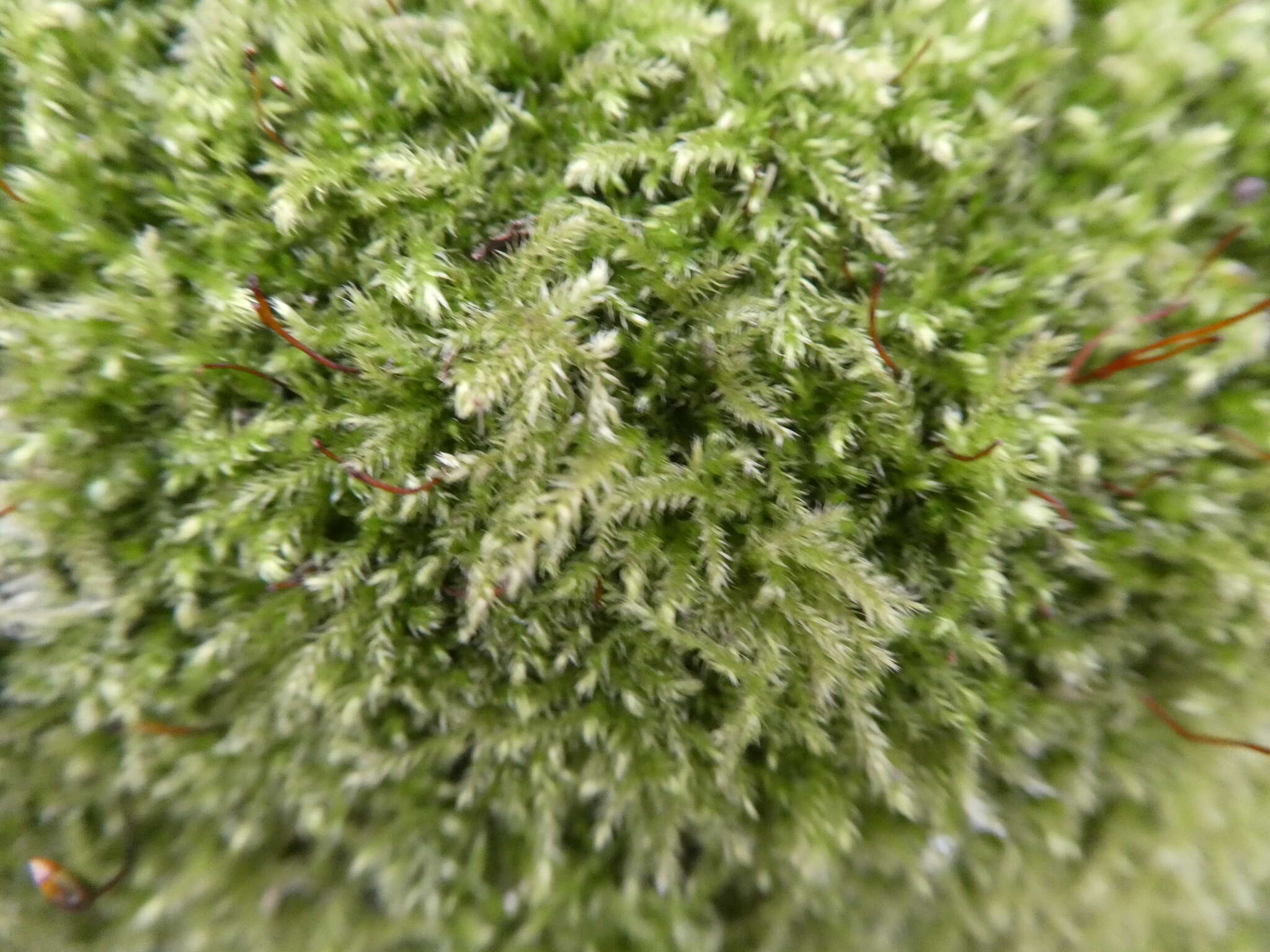 Image of rough-stalked feather-moss