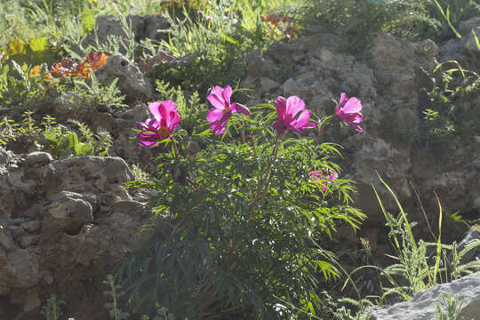 Image of Paeonia intermedia subsp. intermedia