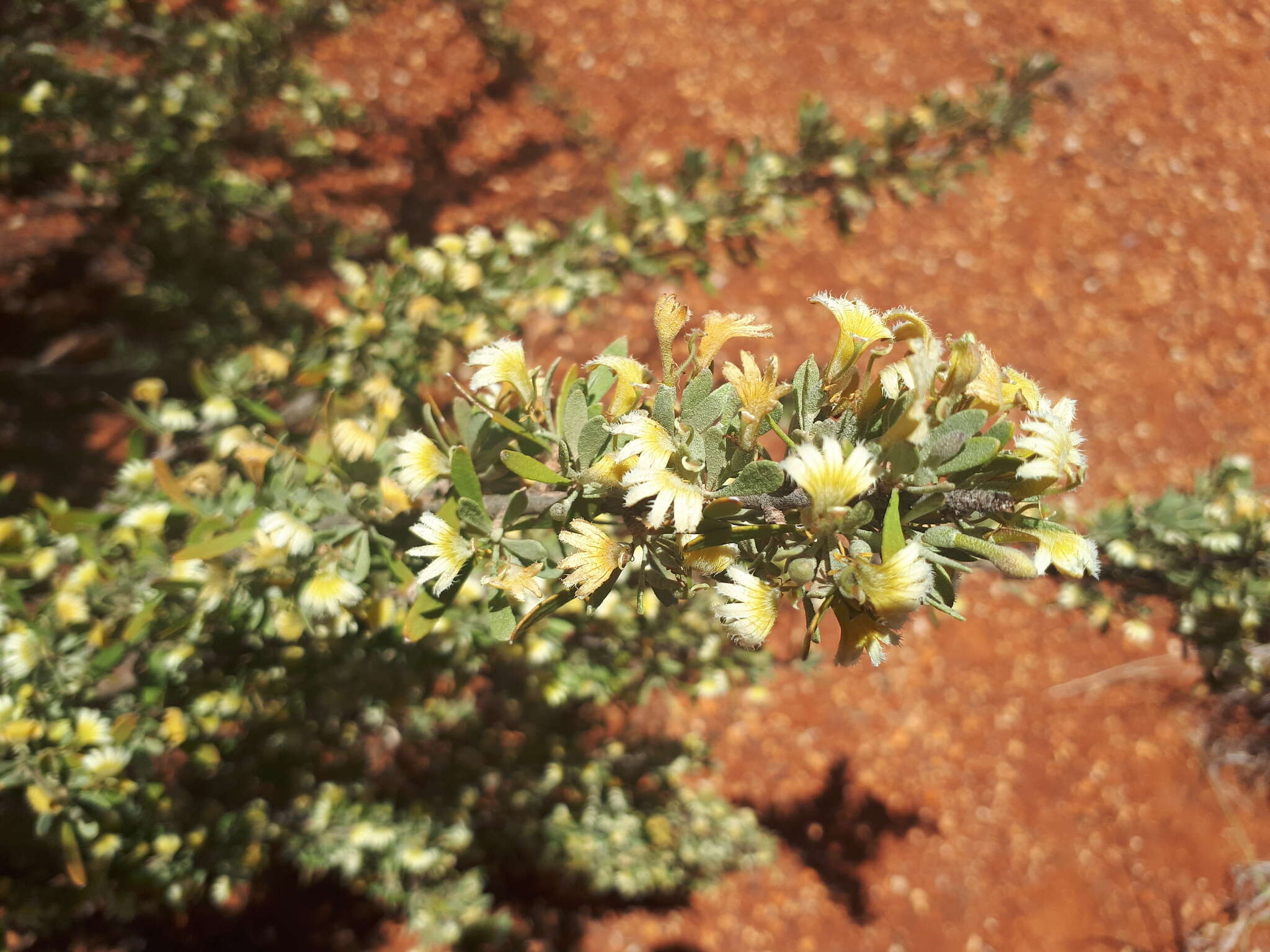 Imagem de Scaevola spinescens R. Br.