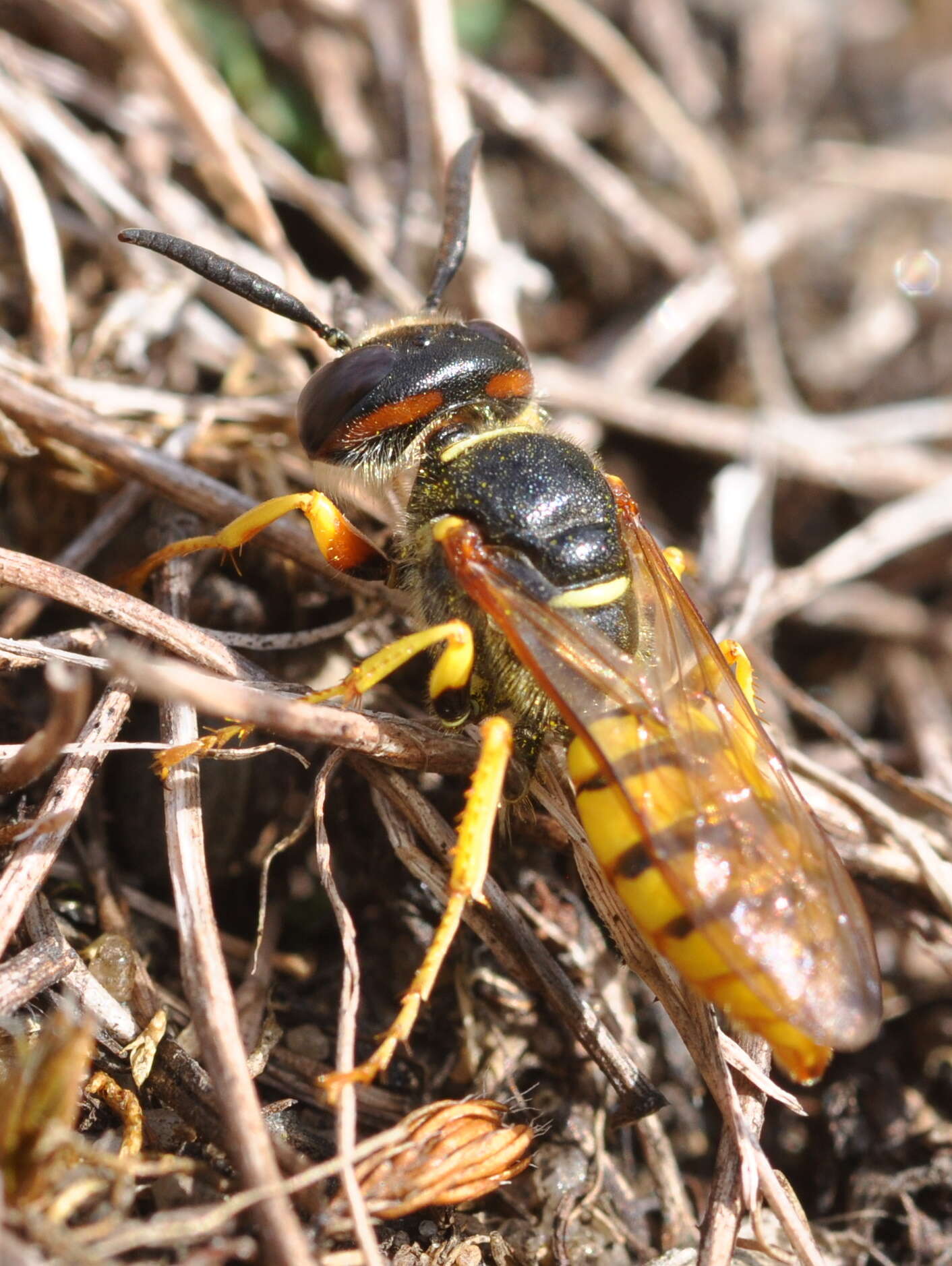 Imagem de Philanthus triangulum (Fabricius 1775)