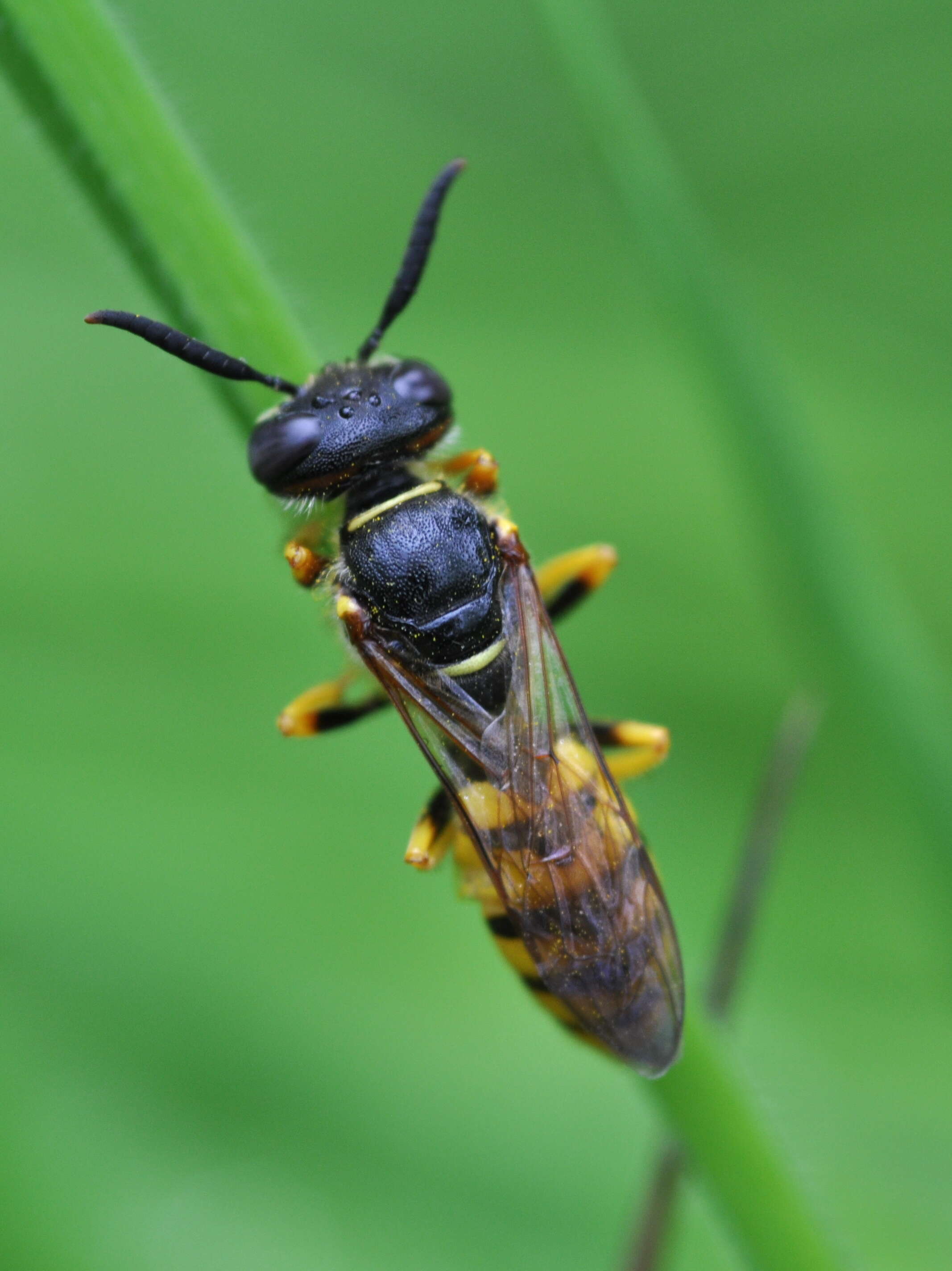 Image of European beewolf