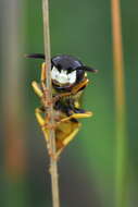 Imagem de Philanthus triangulum (Fabricius 1775)