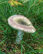 Imagem de Russula versicolor Jul. Schäff. 1931