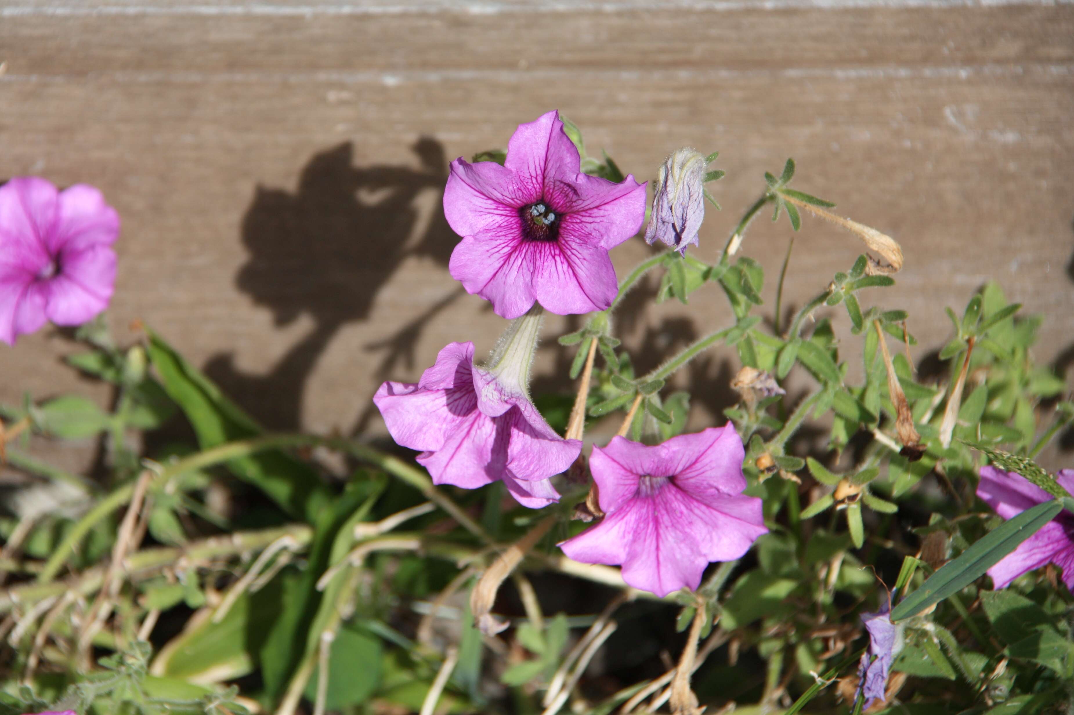 Image of petunia