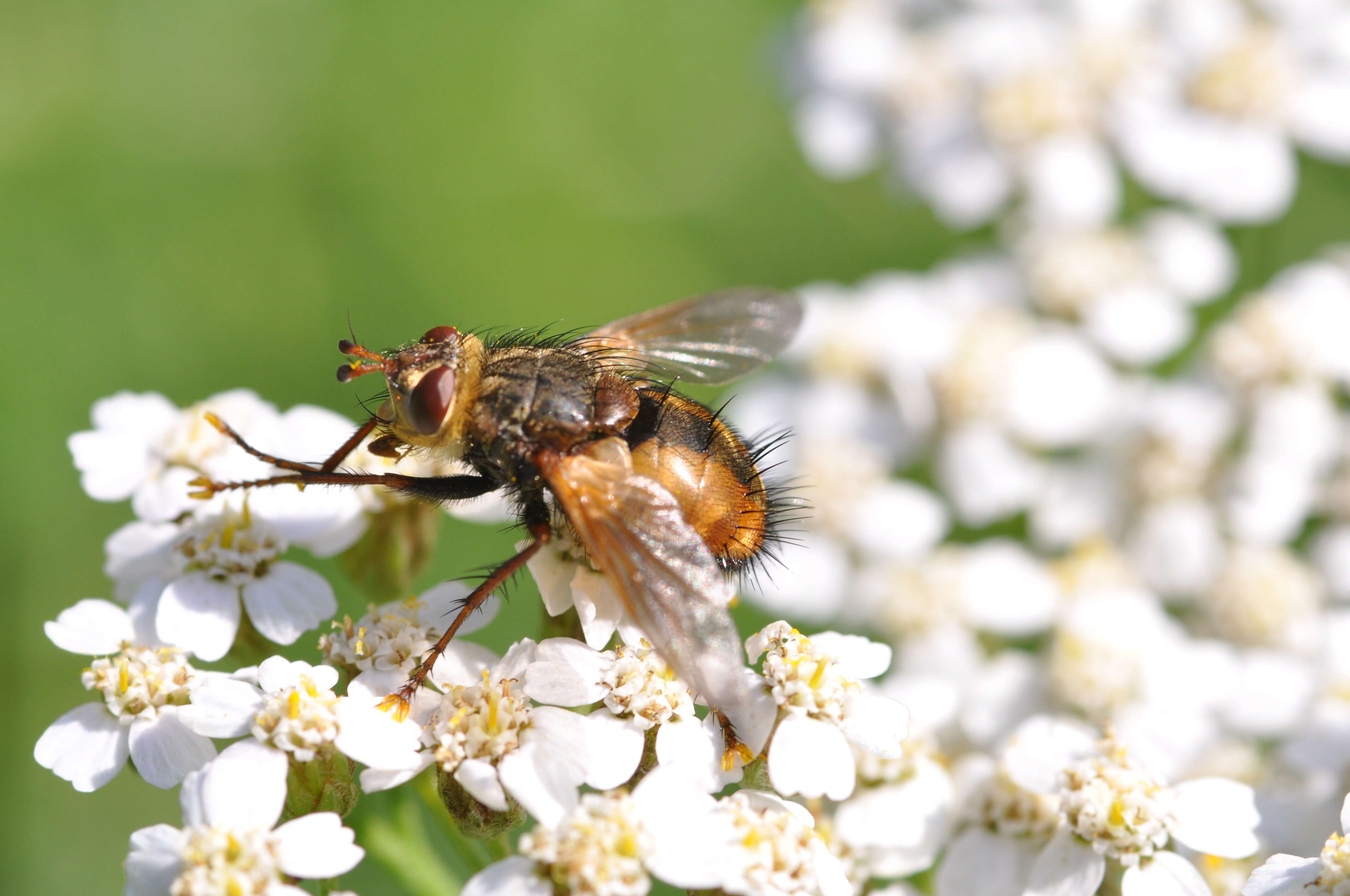 Image of Tachina fera (Linnaeus 1761)