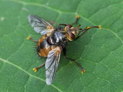 Image de Tachina fera (Linnaeus 1761)