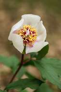Image of Paeonia mascula subsp. russoi (Biv.) Cullen & Heywood
