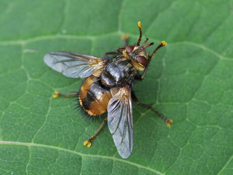 Image de Tachina fera (Linnaeus 1761)