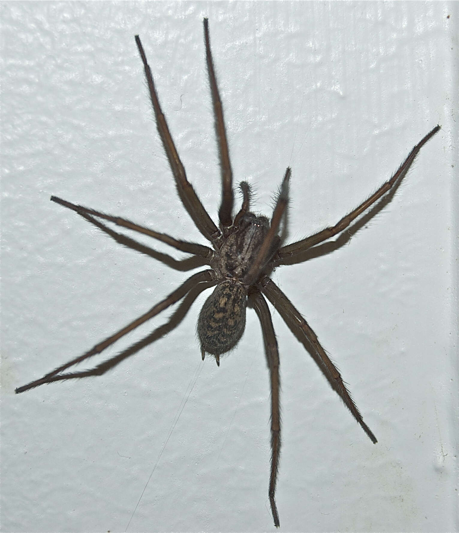 Image of Giant House Spider