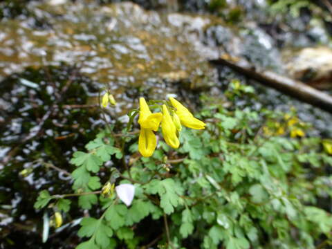 Image of Corydalis lathyroides Prain