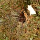 Image of Goa Mustard Tarantula