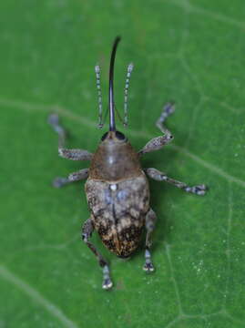 Image of Acorn weevil