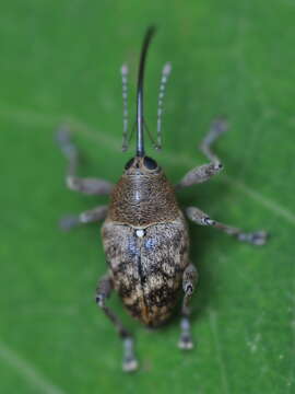 Image of Acorn weevil