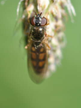 Image of Melanostoma scalare (Fabricius 1794)