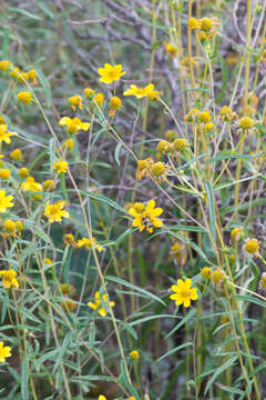 Sivun Helianthus porteri (A. Gray) J. F. Pruski kuva