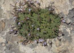 Image of Limonium minutum (L.) Chaz.