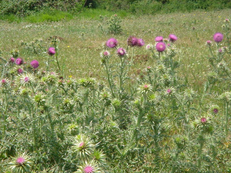 Image de Chardon penché