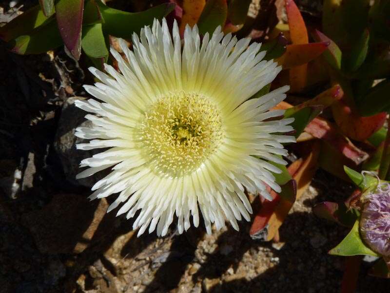 Image of hottentot fig