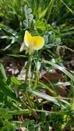 Sivun Vicia hybrida L. kuva