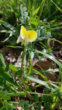 Imagem de Vicia hybrida L.